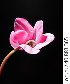 Cyclamen, or Alpine violet, is a genus of plants in the subfamily Myrsinoideae of the family Primulaceae. Pink cyclamen on a black background. Copy space. Postcard, invitation or congratulation. Стоковое фото, фотограф Юлия Петровская / Фотобанк Лори