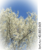 Blossoming of cherries, sweet cherries and bird cherry. Numerous beautiful fragrant white flowers on the tree. Spring flowers are collected in drooping brushes. Blurred foggy focus. White vignetting. Стоковое фото, фотограф Юлия Петровская / Фотобанк Лори