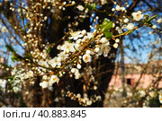 Blossoming of cherries, sweet cherries and bird cherry. Beautiful fragrant white flowers on the branches during the golden hour. Spring white flowers are collected in long thick drooping brushes. Стоковое фото, фотограф Юлия Петровская / Фотобанк Лори