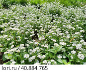 Forget-me-nots. Myosotis flowering white plants in the family Boraginaceae. Forget-me-nots or scorpion grasses. Myosotis alpestris small flowers for decorating lawns, flower beds. Garden landscaping. Стоковое фото, фотограф Юлия Петровская / Фотобанк Лори