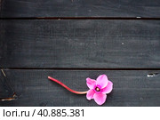 Cyclamen flower on black shabby wooden background. One flower with five petals, Stem without leaves. Copy space. Beautiful floral card with cyclamen. Rustic pastoral style, french provence. Стоковое фото, фотограф Юлия Петровская / Фотобанк Лори