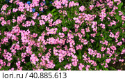 Forget-me-nots. Myosotis flowering pink plants in the family Boraginaceae. Forget-me-nots or scorpion grasses. Myosotis alpestris flowers for decorating lawns and flower beds. Garden landscape. Стоковое фото, фотограф Юлия Петровская / Фотобанк Лори