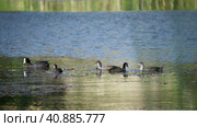 Евразийские лысухи (лат. Fulica atra) питаются водной растительностью в пруду. Стоковое видео, видеограф Mixail59 / Фотобанк Лори