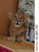Portrait of beautiful rapacious lion pup. Стоковое фото, фотограф Ольга Морозова / Фотобанк Лори