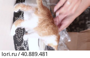 A woman is testing an online purchase. Dishes for cats. She pours milk into a bowl and offers it to the kitten. vertical video. Close-up. Стоковое видео, видеограф Vadzim Yakubovich / Фотобанк Лори