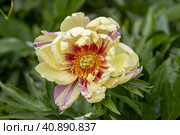 Paeonia Itoh Hybrids "Lolliepop" in the spring garden. Стоковое фото, фотограф Ольга Сейфутдинова / Фотобанк Лори