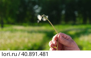 Macro Shot of Dandelion being blown in super slow motion. White dandelion blossom gets blown away by the man. Fluffy white seeds flying into the distance. Flower blossom is swept away. Стоковое видео, видеограф Марина Демидюк / Фотобанк Лори
