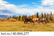 Autumn rural  landscape with grazing horses on yellow meadow against the backdrop of yellowed forest and mountain range in the distance on sunny day. Buryatia, Eastern Sayans, Tunka foothill valley. Стоковое фото, фотограф Виктория Катьянова / Фотобанк Лори