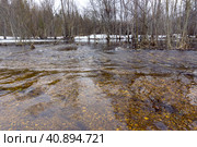 In early spring, the river overflowed its banks and flooded the forest. Стоковое фото, фотограф Сергей Брызгалов / Фотобанк Лори