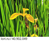 Flowering yellow iris or water flag (lat.- iris pseudacorus) Стоковое фото, фотограф Irina Opachevsky / Фотобанк Лори