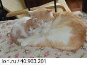 Персиковый котенок Стив с  папой котиком Пушком очень дружные. Обнимаются Peachy kitten Steve and Daddy kitty Fluffy are very friendly. Hugging (2023 год). Редакционное фото, фотограф Светлана Федорова / Фотобанк Лори