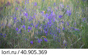 Consolida regalis - annual herbaceous flowering plant in central Russia. Стоковое видео, видеограф Володина Ольга / Фотобанк Лори