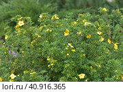 Tormentil or Potentilla erecta flower, selective focus. Стоковое фото, фотограф Володина Ольга / Фотобанк Лори