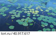 Small capsule Nuphar pumila is a species of perennial herbaceous plants of the genus Nuphar of the Nymphaeaceae. Rhizomatous aquatic plants. Family water lilies, Genus small egg, View Small capsule. Стоковое фото, фотограф Юлия Петровская / Фотобанк Лори