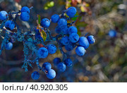 Спелые ягоды терна на колючей терновой ветке крупным планом. Ripe blackthorn berries on a prickly thorn branch close-up. Стоковое фото, фотограф Владимир Шарый / Фотобанк Лори