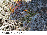 Горит сухая трава. Пожар, разгорающийся среди сухой травы. / Dry grass is burning. Стоковое фото, фотограф Наталья Баранова / Фотобанк Лори