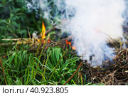 Костер в траве. В лесу горит сухая трава. Начало пожара./ Grass is burning. A charred patch of grass against a background of fresh green shoots. Fire in the forest. Fire in the grass. Стоковое фото, фотограф Наталья Баранова / Фотобанк Лори