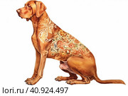 Ridgeback on a white background, watercolor style, Generative AI. Стоковое AI-изображение, AI-художник Анна Кривицкая / Фотобанк Лори