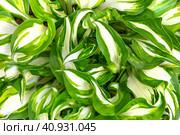 Garden decorative deciduous plant lily of the valley Host wavy Mediovariegata with white green leaves top view. Стоковое фото, фотограф Андрей С / Фотобанк Лори