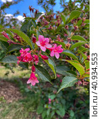 Weigela blooming pink blooms in the park i. Стоковое фото, фотограф IRYNA ZAKHARANKA / Фотобанк Лори