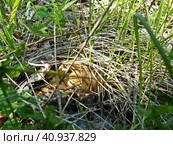 Маслёнок зернистый (лат. Suillus granulatus) — трубчатый гриб рода Маслёнок семейства Болетовые (лат. Boletaceae). Характеризуется отсутствием кольца и слизистой коричневой шляпкой. Сбор грибов называют "тихой охотой" Стоковое фото, фотограф Сергей Елизарьев / Фотобанк Лори
