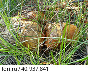 Маслёнок зернистый (лат. Suillus granulatus) — трубчатый гриб рода Маслёнок семейства Болетовые (лат. Boletaceae). Характеризуется отсутствием кольца и слизистой коричневой шляпкой. Сбор грибов называют "тихой охотой" Стоковое фото, фотограф Сергей Елизарьев / Фотобанк Лори