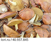 Маслёнок зернистый (лат. Suillus granulatus) — трубчатый гриб рода Маслёнок семейства Болетовые (лат. Boletaceae). Характеризуется отсутствием кольца и слизистой коричневой шляпкой. Сбор грибов называют "тихой охотой" Стоковое фото, фотограф Сергей Елизарьев / Фотобанк Лори
