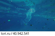 Colonial Pyrosoma Tunicates drifts under surface of blue water in sunlights. Pyrosomes, colony hundreds to thousands individuals called zooids, cloned from one egg and bound together, Red sea, Egypt. Стоковое фото, фотограф Некрасов Андрей / Фотобанк Лори