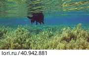 Beautiful black dog swims on surface of the water over corals bottom covered with Seaweed Brown Sargassum in bright sunny day on sun rays, Red sea, Egypt. Стоковое фото, фотограф Некрасов Андрей / Фотобанк Лори