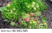 Succulent growing outdoors in a garden rockery at backyard. Landscaping. Blooming Sempervivum calcareum tectorum, Hen and Chicks plant with green, red purple petal tips. Colourful houseleeks. Стоковое видео, видеограф Марина Демидюк / Фотобанк Лори