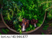Morels on a wooden menagerie with young fir twigs. Forest gifts of nature. Стоковое фото, фотограф Светлана Высокос / Фотобанк Лори