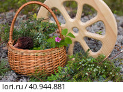 Morels in a wicker basket with young spruce twigs and juniper on the background of a wild forest. Forest gifts of nature. Стоковое фото, фотограф Светлана Высокос / Фотобанк Лори