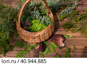 Morels in a wicker basket with young spruce twigs and juniper on the background of a wild forest. Forest gifts of nature. Стоковое фото, фотограф Светлана Высокос / Фотобанк Лори
