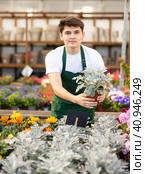 Smiling young greenhouse worker demonstrating maritime ragwort. Стоковое фото, фотограф Яков Филимонов / Фотобанк Лори