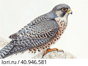 Amur Falcon on a light background,, watercolor style, Generative AI. Стоковое AI-изображение, AI-художник Анна Кривицкая / Фотобанк Лори