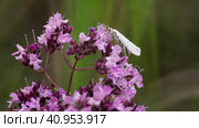 Яблонная горностаевая моль (лат. Hyponomeuta malinella) ест нектар на пурпурном цветке. Стоковое видео, видеограф Mixail59 / Фотобанк Лори