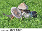 Грибы зонтики (Macrolepiota procera) и любопытный котенок. Стоковое фото, фотограф Владимир Литвинов / Фотобанк Лори