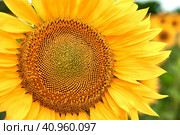 Blooming sunflower grows on a bright yellow color close-up. Стоковое фото, фотограф Стас Пересыпкин / Фотобанк Лори