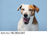 Dog yawns at blue background. Стоковое фото, фотограф Гладских Татьяна / Фотобанк Лори