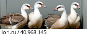 Portrait of two white geese on a bright sunny background. Domestic goose, Anser cygnoides domesticus, in profile. . Generative AI. Стоковое AI-изображение, AI-художник Sergey Grishin / Фотобанк Лори