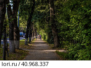 Люди идут по аллее вреди высоких деревьев (2023 год). Редакционное фото, фотограф Илья Старков / Фотобанк Лори