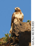 Мохноногий канюк (также известен как зимняк, Buteo lagopus) сидит на камне. Животный мир Арктики. Дикая природа Чукотки и Сибири. Дальний Восток России. Стоковое фото, фотограф Андрей Степанов / Фотобанк Лори