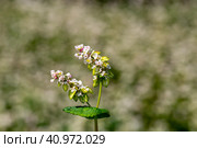 Buckwheat macro with white flowers. Fagopyrum esculentum. Стоковое фото, фотограф Ольга Сейфутдинова / Фотобанк Лори