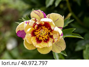 Paeonia Itoh Hybrids Lolliepop in the spring garden. Стоковое фото, фотограф Ольга Сейфутдинова / Фотобанк Лори