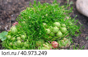 Succulent growing outdoors in a garden rockery at backyard. Landscaping. Blooming Sempervivum calcareum tectorum, Hen and Chicks plant with green, red purple petal tips. Colourful houseleeks. Стоковое видео, видеограф Марина Демидюк / Фотобанк Лори
