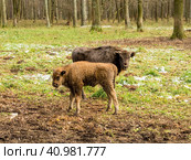 European bisons (Bison bonasus), young animals, aurochs in the forest. Стоковое фото, фотограф VittoriaChe / Фотобанк Лори