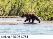 Brown bear (Ursus arctos beringianus) fishing in the Kurile lake, Kamchatka, Russia. Стоковое фото, фотограф VittoriaChe / Фотобанк Лори