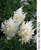 Белая астильба (лат. Astilbe) Стоковое фото, фотограф Елена Орлова / Фотобанк Лори