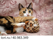 Playful three-color female cat with yellow eyes. Стоковое фото, фотограф Анна Кривицкая / Фотобанк Лори