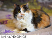 Fluffy tricolor cat mestizo persian on the sofa at home. Стоковое фото, фотограф Анна Кривицкая / Фотобанк Лори